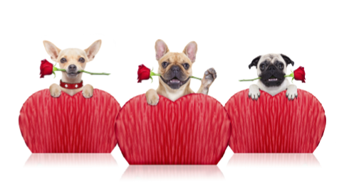 3 Dogs with red roses in their mouths